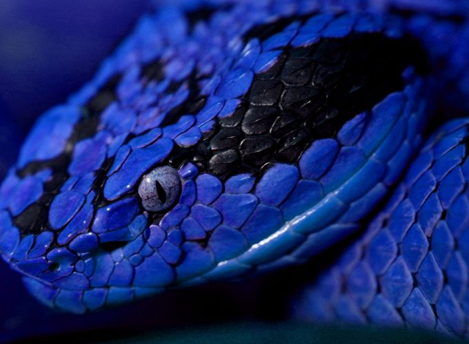 Wallpaper Snake, blue, danger, eyes, Animals 1609813908